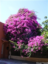 Rhodos 